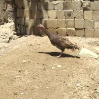 بوقلمون‌ماده