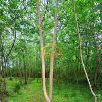 فروش زمین های مسکونی با سند تک برگ