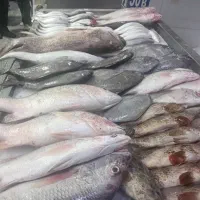ماهی تازه صید روز