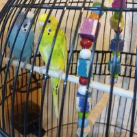 یک جفت مرغ عشق