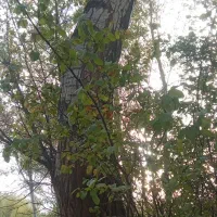 خرید صنوبر|خدمات باغبانی و درختکاری|مشگین شهر, |دیوار