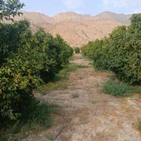 فروش-باغ-مرکباتی