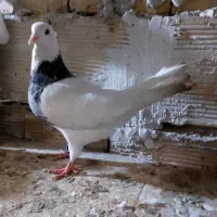 کبوتر|پرنده|بستان آباد, |دیوار