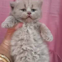 شهر گربه خاص بامزه ( بریتیش پرشین اسکاتیش )|گربه|کرمانشاه, |دیوار