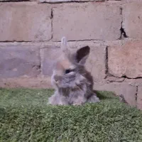 مینی لوپ|موش و خرگوش|همدان, |دیوار