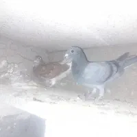 جوجه مسافتی