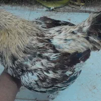 خروس قفس مرغ تخمگذار|حیوانات مزرعه|مشهد, کشف|دیوار