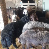 بره|حیوانات مزرعه|فیروزآباد (لرستان), |دیوار