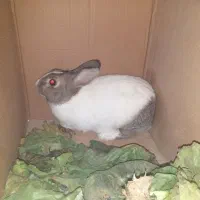 خرگوش|موش و خرگوش|ابریشم, |دیوار