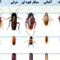 سم سوسک کش  اصل|خدمات نظافت|اردبیل, |دیوار