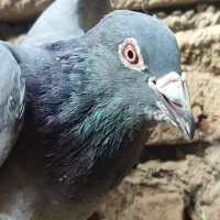 سبز المان مسافتی