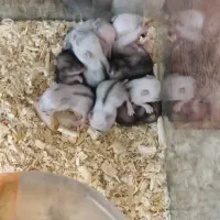 همستر کمپل چشم تیله ای|موش و خرگوش|تهران, صد دستگاه|دیوار