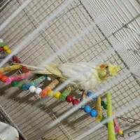 عروس هلندی کوتوله مرغ عشق|پرنده|مشهد, قائم|دیوار