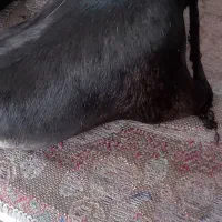 هیزه محلی|فروشگاه و مغازه|دورود, |دیوار