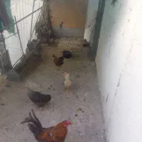 مرغ و خروس کردی