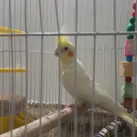 عروس هلندی ماده