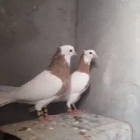 کبوتر سده هفرنگ و طوقی زرد خالدار و دوتا نرگسی|پرنده|سبزوار, قصبه غربی|دیوار