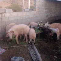 بره غوچ کهر نر