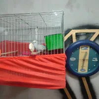 مرغ عشق دورگ|پرنده|ورامین, ورامین|دیوار