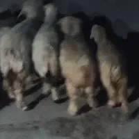 میش و بره بزرگ