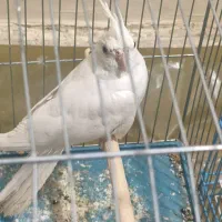 عروس هلندی|پرنده|بندر دیر, |دیوار