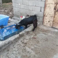 فروش دو تروشت یا معاوضه با بره|حیوانات مزرعه|مهرستان, |دیوار