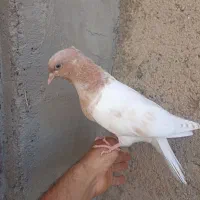دوعدد اصلی طوقی زرد نروجوجه کله زرد نر