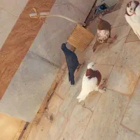 کبوتر. طوقی