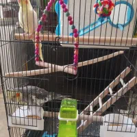 عروس هلندی|پرنده|سقز, |دیوار