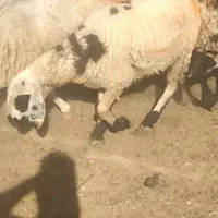 بره نر وماده فروشی