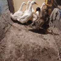 پرنده ادک|پرنده|بهبهان, |دیوار