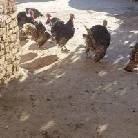 بوقلمون|حیوانات مزرعه|ازنا, |دیوار