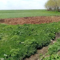 فروش دو قطعه زمین ویلایی در روستای مهدی پستی