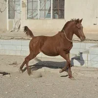 کره نریان یکسر مصری