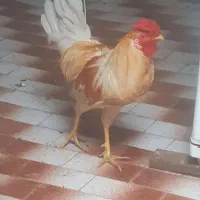 دو عدد خروس گلین چهل تاژ
