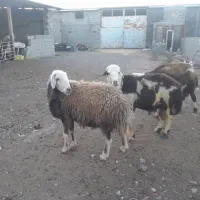 قوچ‌پلنگی بروجردی