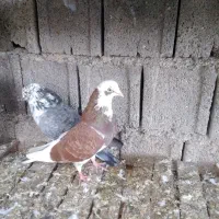 یه دونه شازده سرخ یه دلم کاکلی