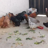 مرغ و خروس|حیوانات مزرعه|پاکدشت, پاکدشت (مامازند)|دیوار