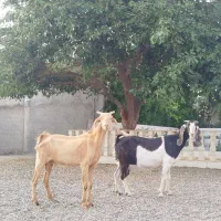بز پاکستانی ابستن سنگین