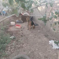 سگ ژرمن ۹ماهه ماده سالم وسرحال