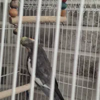 یک عدد عروس هلندی،ویک جفت فنچ با قفس|پرنده|شاهین‌شهر, شهرک گلدیس|دیوار