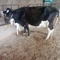 گاو و گوساله