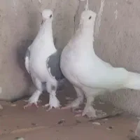 کبوتر سفید و دوتا زاغ و دوتا سوسنی
