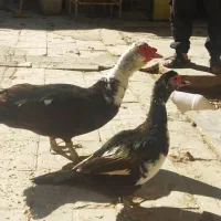 جفت مرغابی روسی