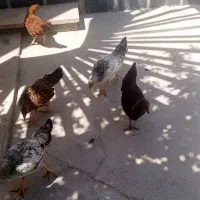 جوجه محلی