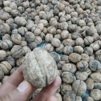 فروش گردو تازه امسال درشت