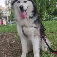 جفت گیری سگ|سگ|گنبد کاووس, |دیوار