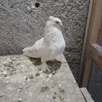 کفترای عالی و زیبا قبمت مقطوع|پرنده|ری, سرتخت|دیوار