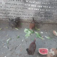 مرغ محلی تخم گذار