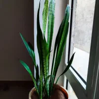 گل سالم و زیبا برای فروش|گل و گیاه طبیعی|مهاباد (آذربایجان غربی), |دیوار